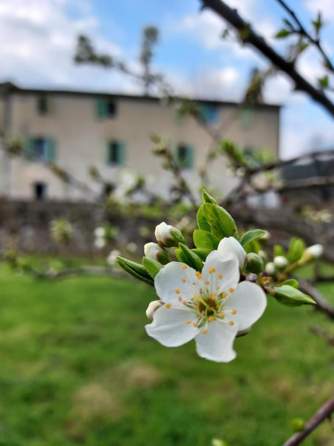 Les Jardins De Falguiere Saint-Jean-du-Gard Buitenkant foto
